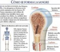 /album/fotogaleria/como-se-forma-la-sangre-jpg/